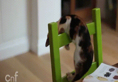 котэ и хвост