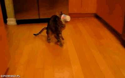Кажется, кошки должны быть умными