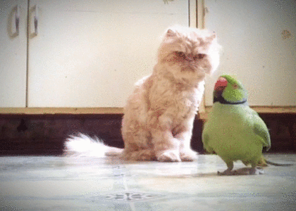 gifs_13