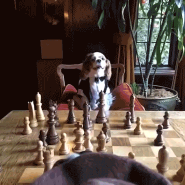 gifs_10