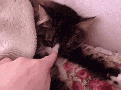 gifs_08