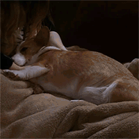 gifs_03