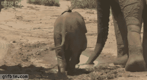 Слоненок