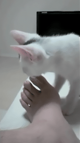 gifs_19
