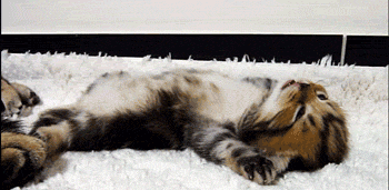 gif-cats-cute-1147744