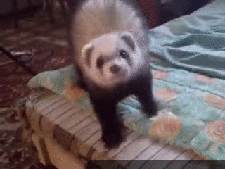 енот поскакун