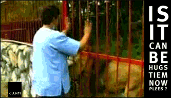 Лев обнимается.