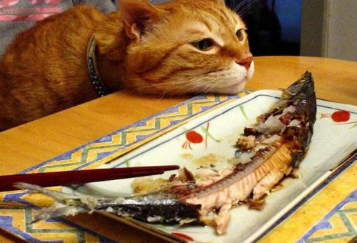 cat13