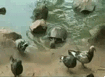 Бульк