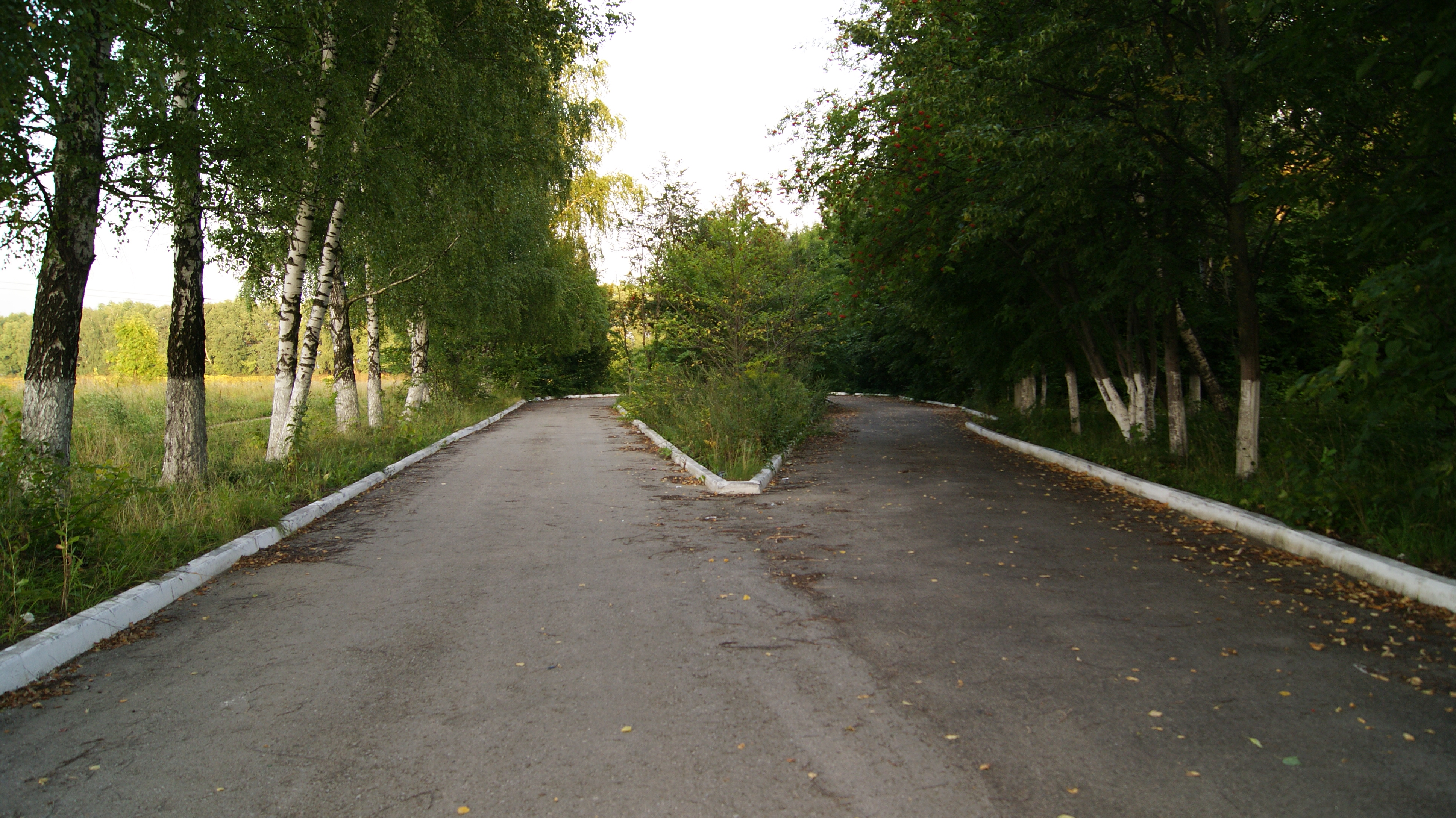 Ленинский участок. Лес в поселке Развилка. Населенный пункт Развилка. Развилка Отрадная. Развилка в селе.