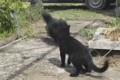 кот самбист
