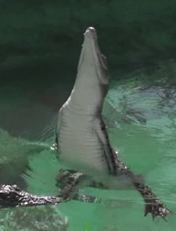 croc