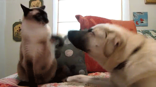 cat-rapid-fire-punching
