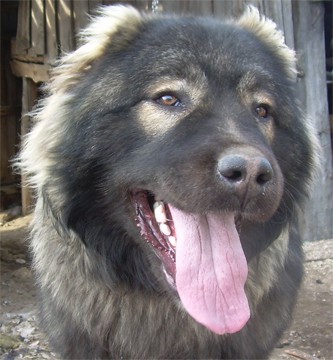dog