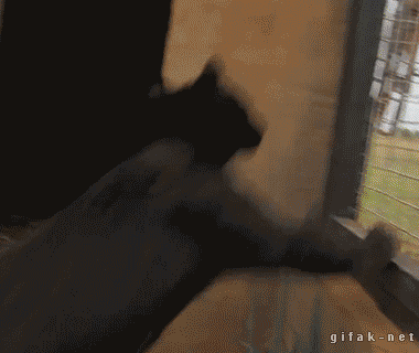 daily_gifdump_615_02