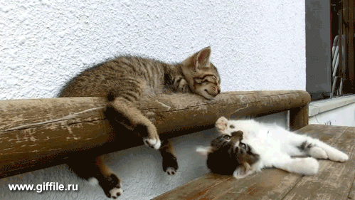 giffile.ru_gif__animals__(18)_thumb_500