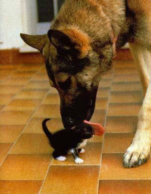 Коте vs Собакены