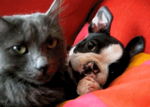 gifs_03