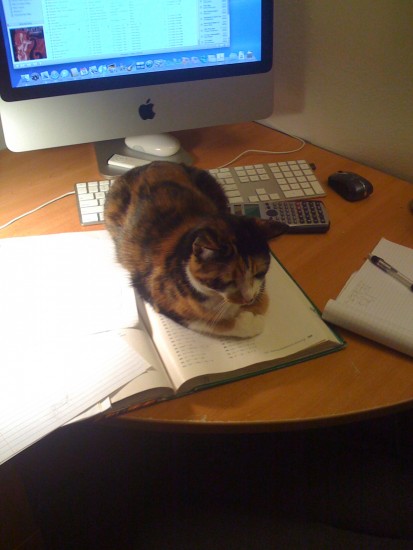 коте IT