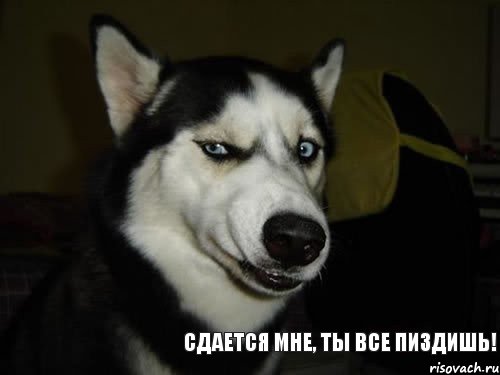 sobaka-podozrevaka_41512005_orig_