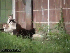 кошки и крыса
