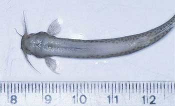 candiru