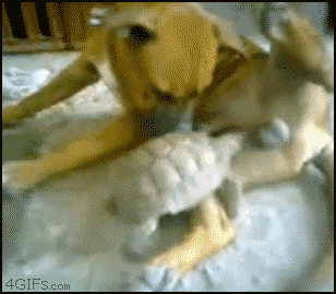4_yapfiles.ru