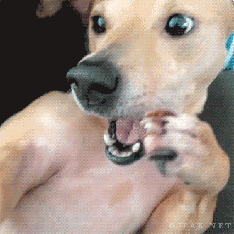 Fungif_15