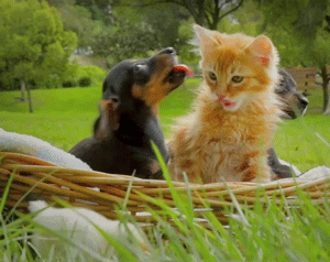 doc204628036_314040393