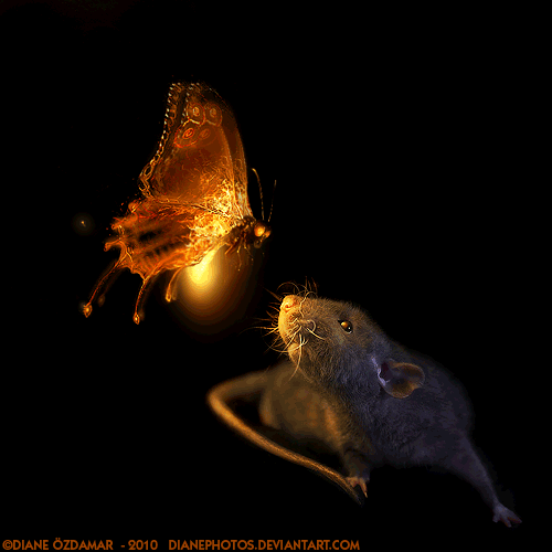Animated_firefly_and_Arkanys_by_DianePhotos
