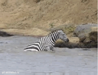 zebra