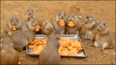 gifs_15