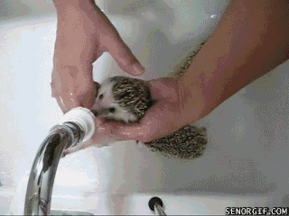 1344571704_07082012-gifki-gifki-smeshnye-gifki-gifki-kote_5456312898