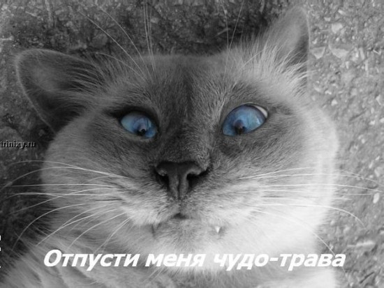 kotofej_21