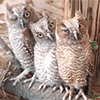 owl100