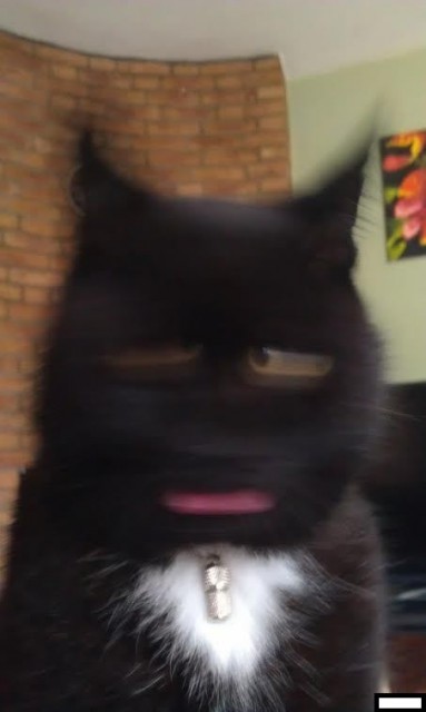 котяка мотыляка
