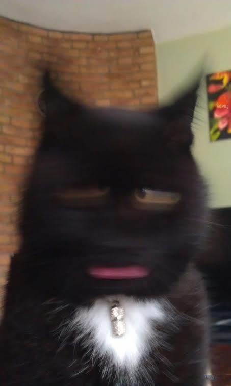 Кот тряс головой