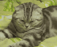 tumblr_lw93ahxS7B1r2qkeso1_250