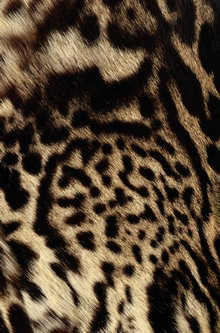 animal-texture_086