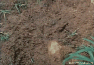 animal-gifs-now-you-see-me-now-you-dont
