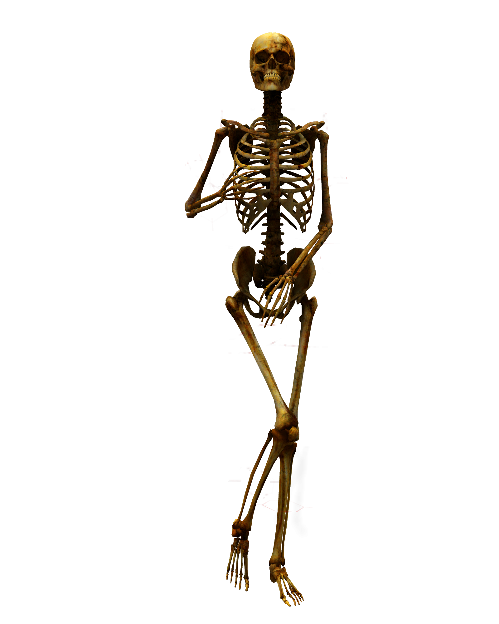 Bones e. Скелет человека. Скелет на белом фоне. Скелет на прозрачном фоне. Скелет человека на белом фоне.