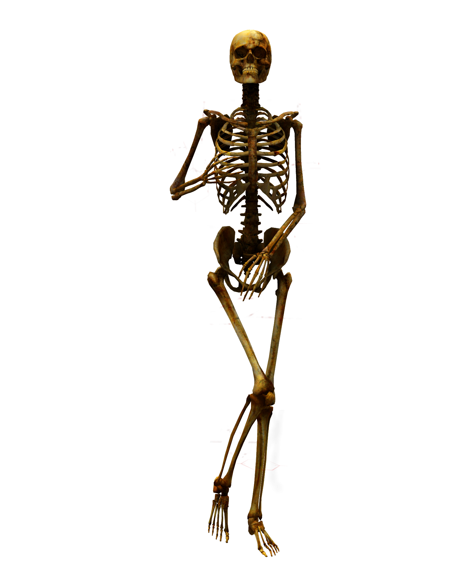 Skeleton png. Скелет человека. Скелет человека на белом фоне. Скелет на прозрачном фоне. Скелет для фотошопа.