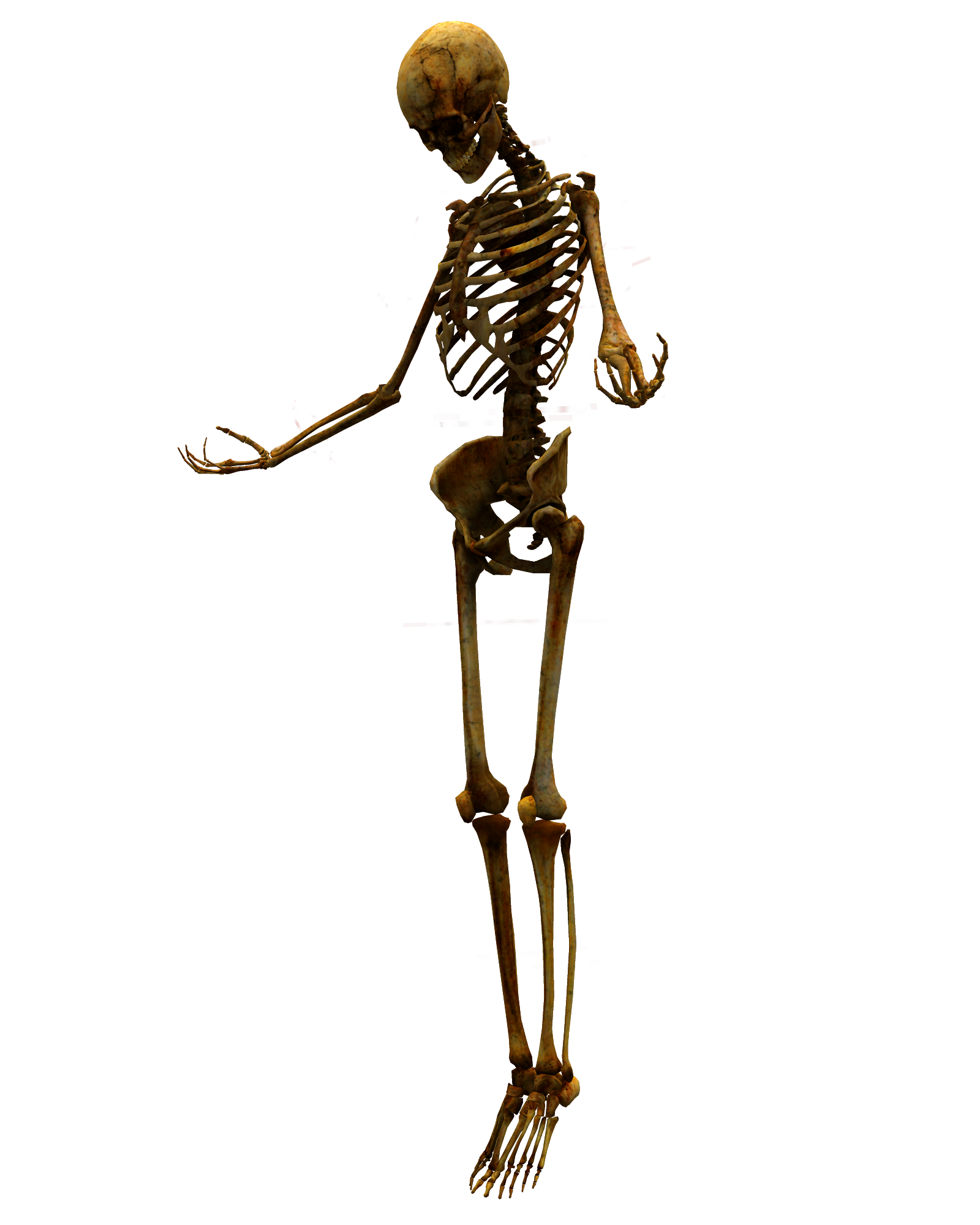 Skeleton png. Скелет. Скелет человека. Скелет на прозрачном фоне. Скелет без фона.