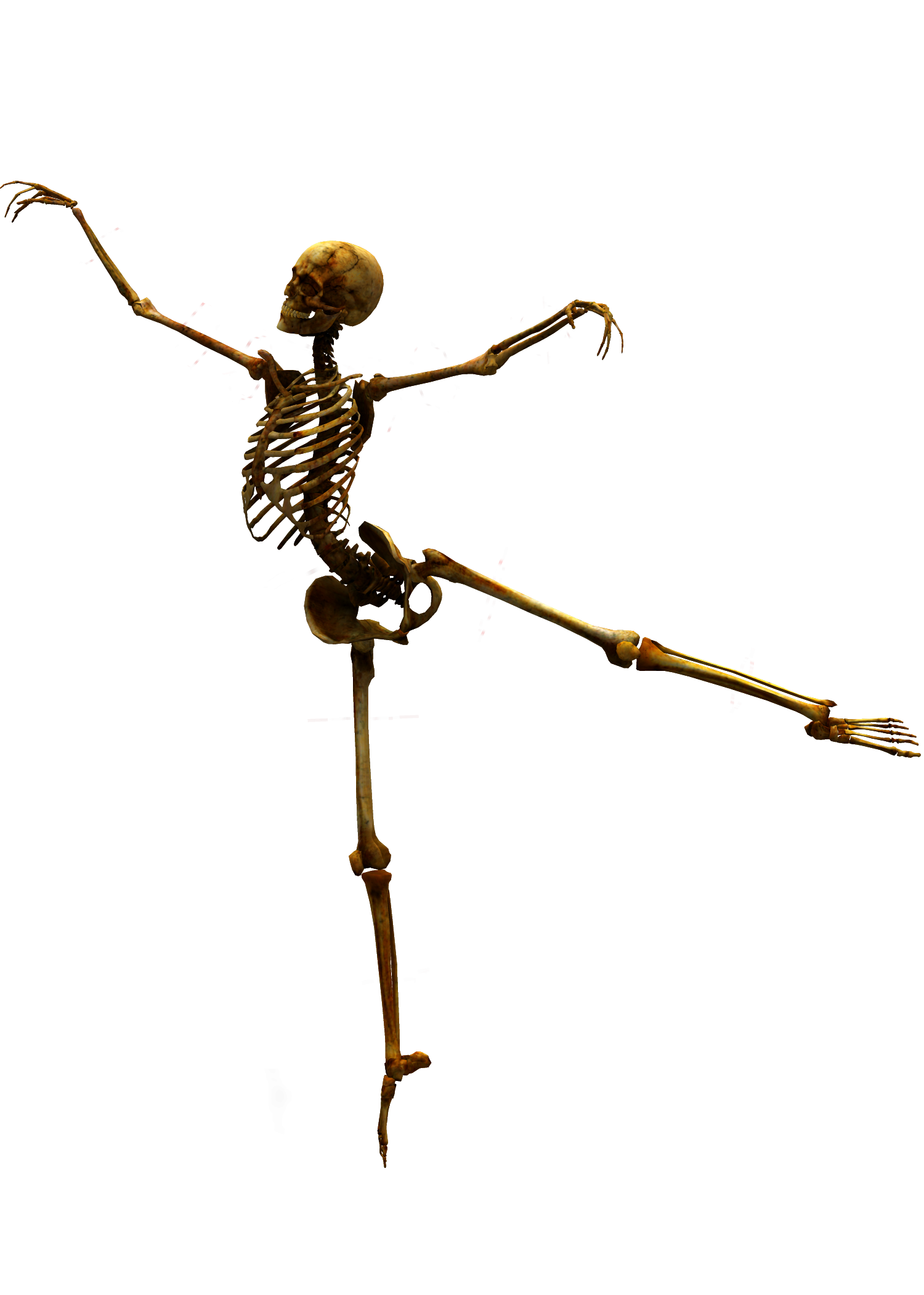 Skeleton png. Скелет человека. Скелет без фона. Танцующий скелет. Скелет танцует.