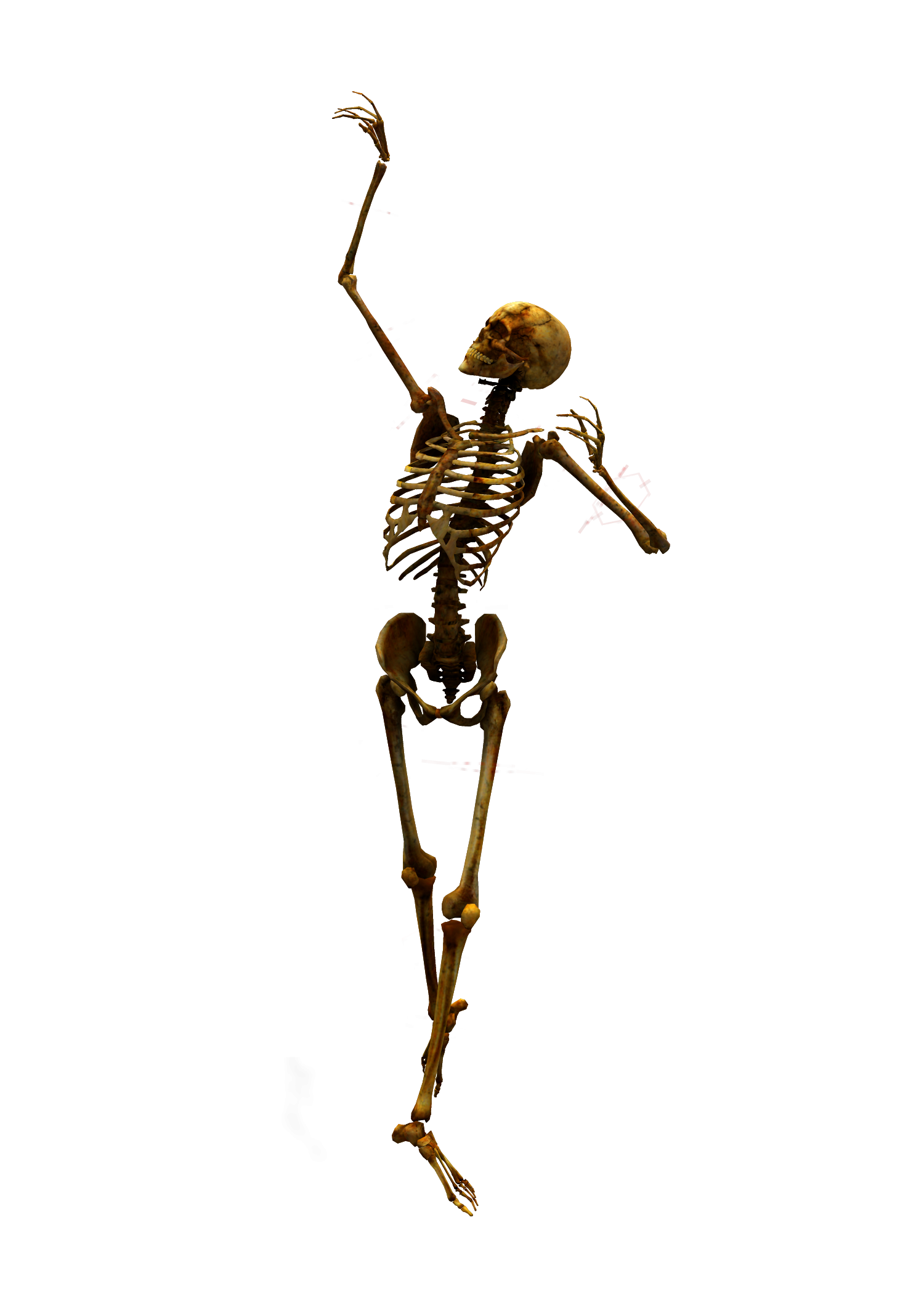 Skeleton png. Скелет. Скелет на прозрачном фоне. Скелет на белом фоне. Скелет без фона.