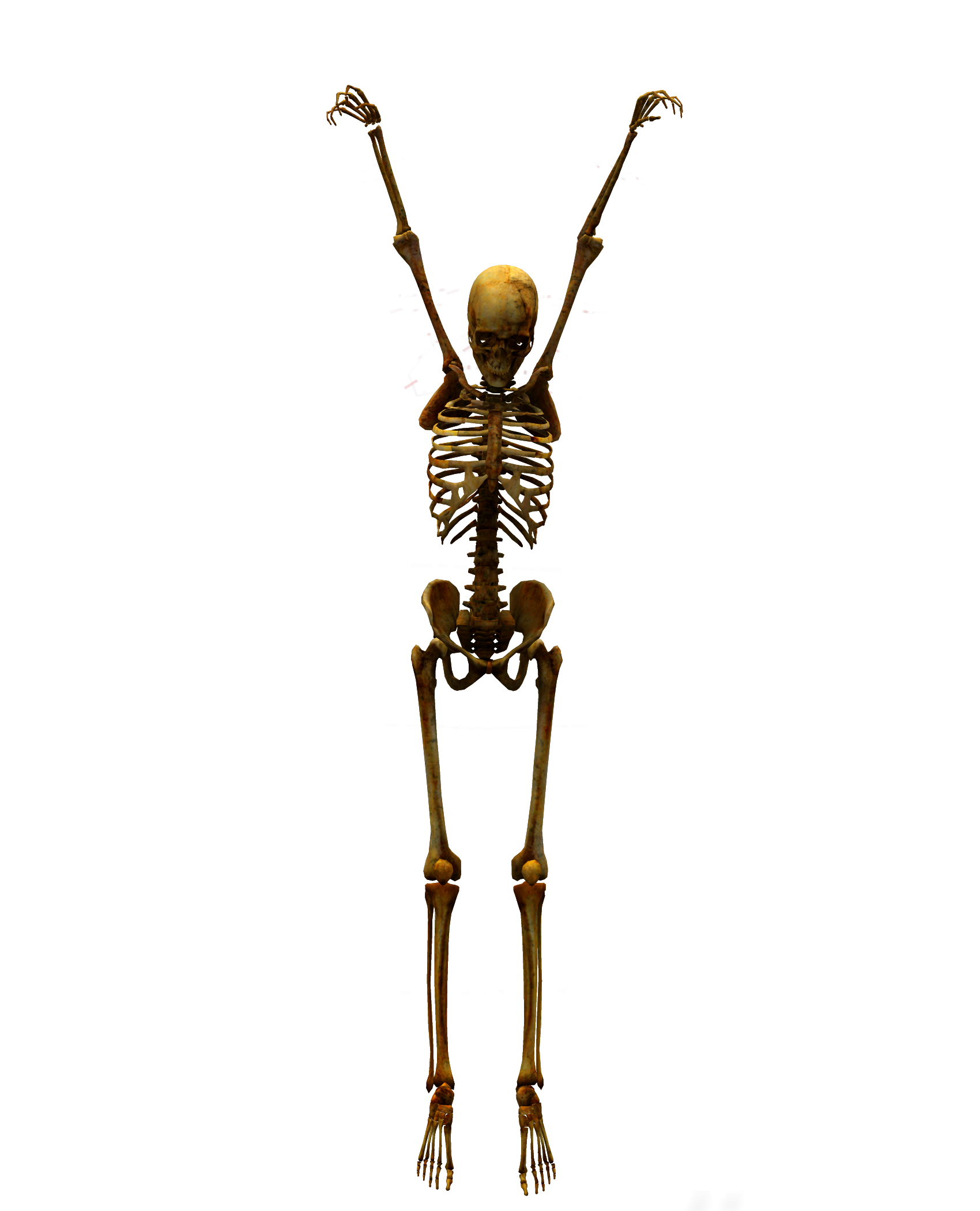 Skeleton png. Человеческий скелет. Скелет с поднятыми руками. Скелет без фона.