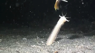 bobbit_worm_06