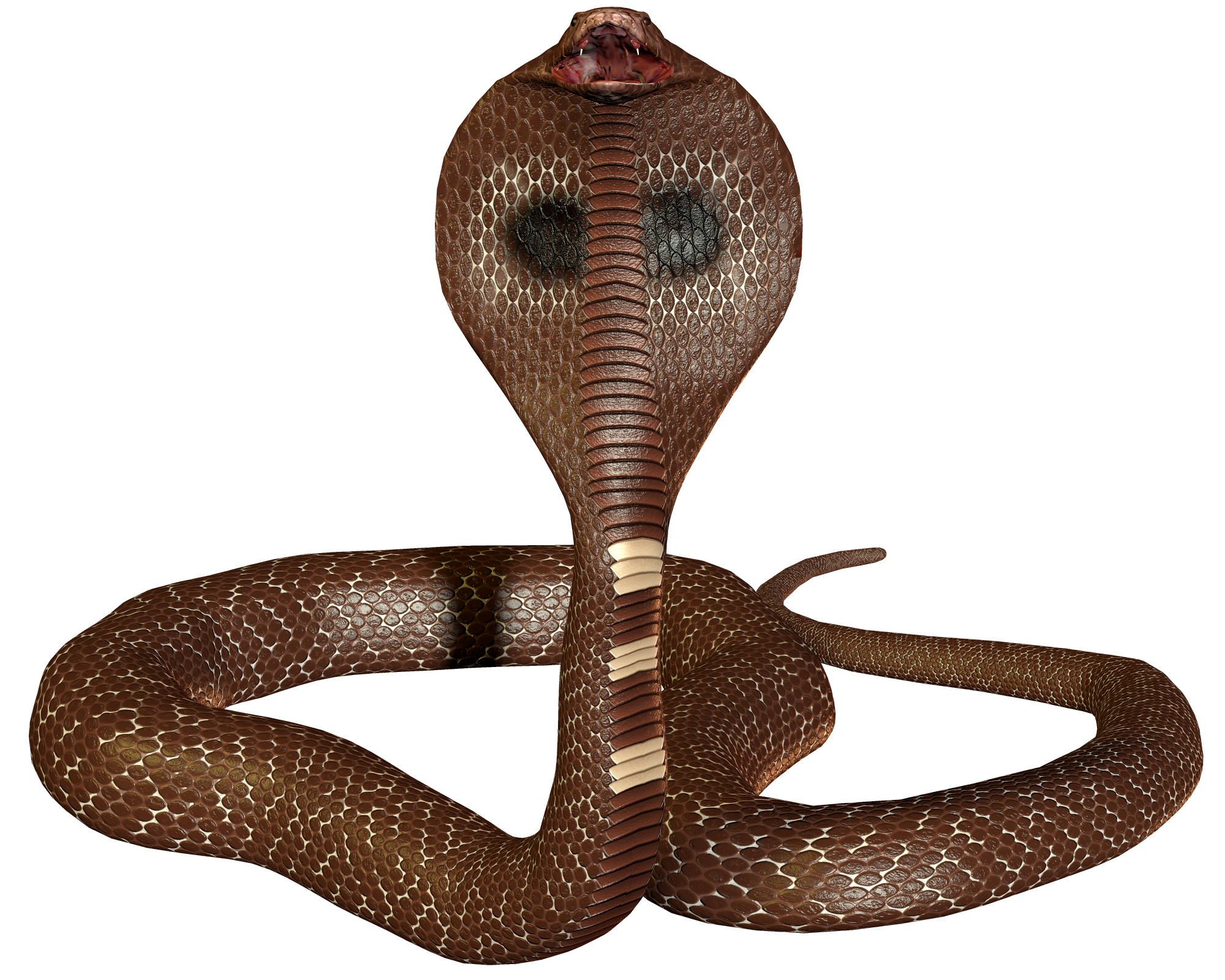 Cobra 3d. Змея Кобра Королевская. Змея на прозрачном фоне. Змея на прозрачном фоне для фотошопа. Змеи на белом фоне.
