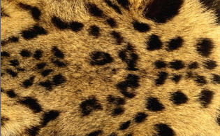 2014-09-09 01-31-11 Скриншот экрана