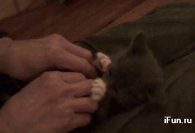 Котёнок